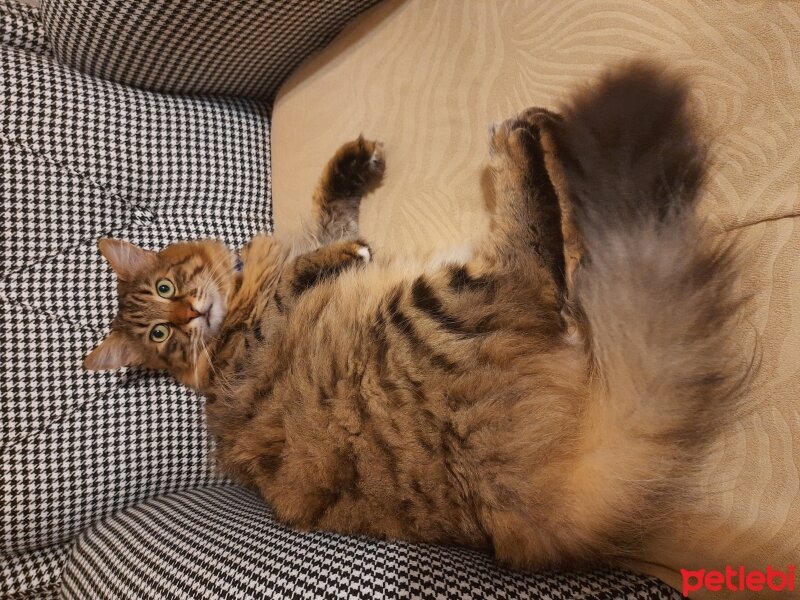 Maine Coon, Kedi  Bayram fotoğrafı