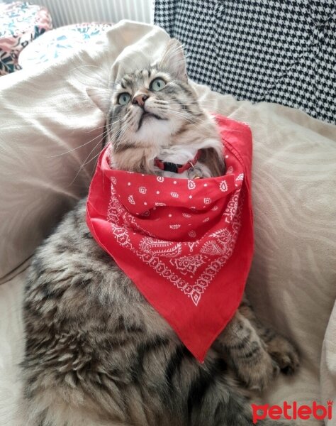 Maine Coon, Kedi  Bayram fotoğrafı