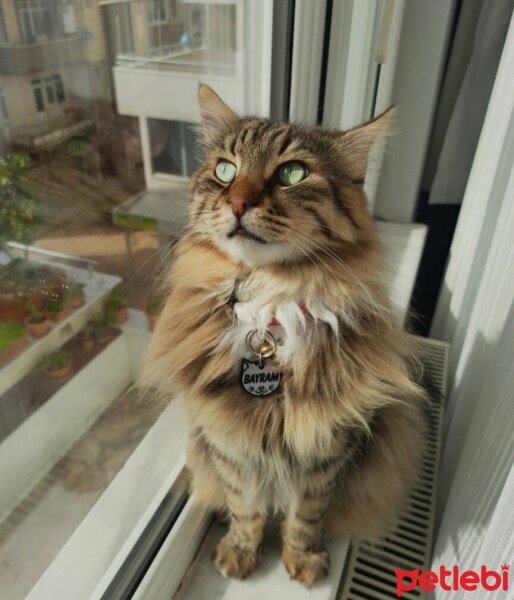 Maine Coon, Kedi  Bayram fotoğrafı