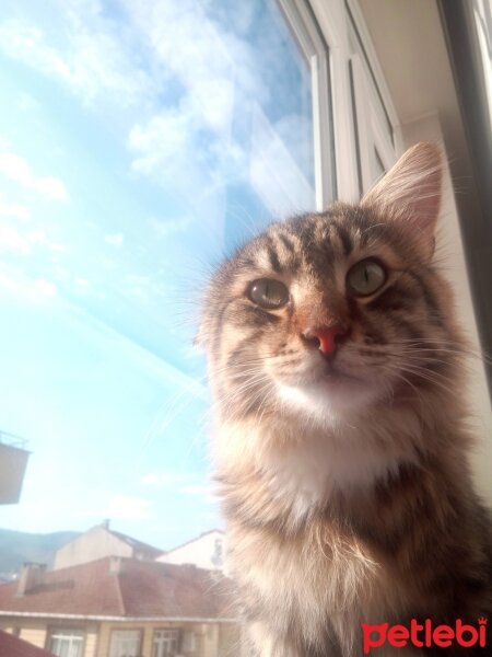 Maine Coon, Kedi  Bayram fotoğrafı