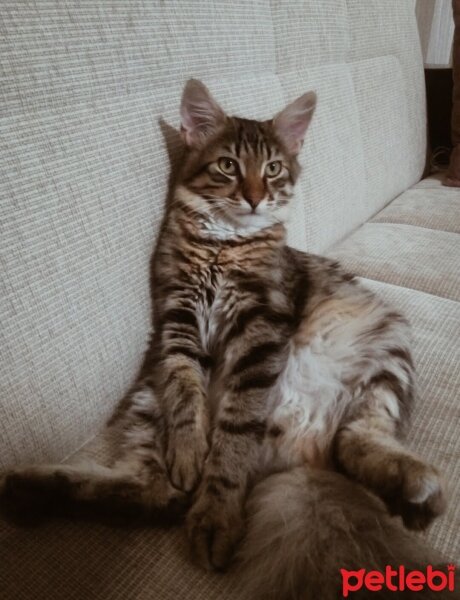 Maine Coon, Kedi  Bayram fotoğrafı