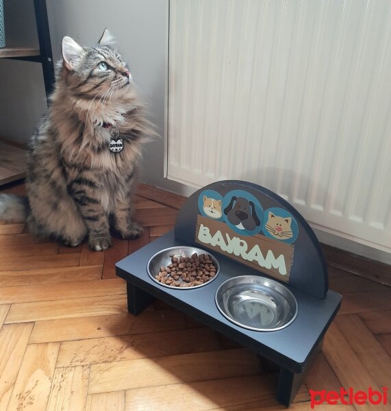 Maine Coon, Kedi  Bayram fotoğrafı