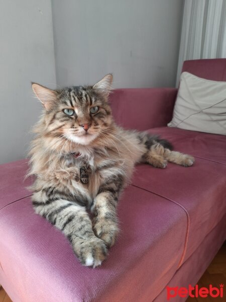 Maine Coon, Kedi  Bayram fotoğrafı