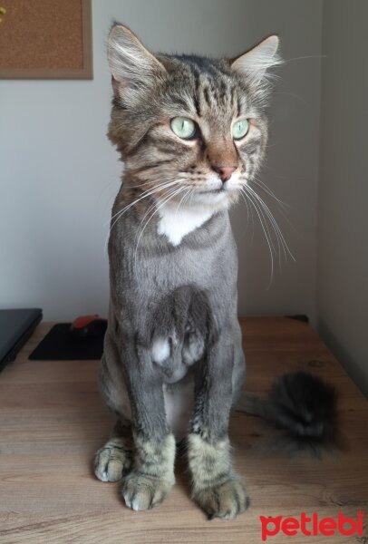 Maine Coon, Kedi  Bayram fotoğrafı