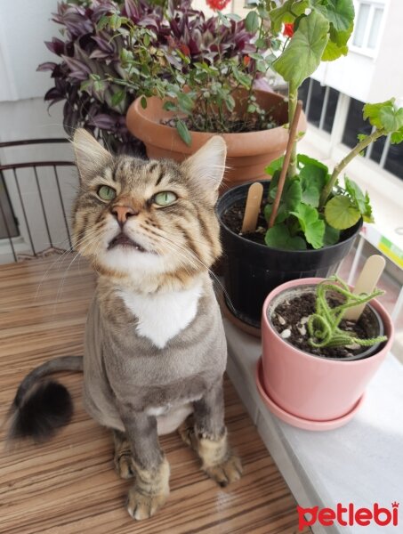 Maine Coon, Kedi  Bayram fotoğrafı