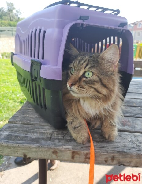 Maine Coon, Kedi  Bayram fotoğrafı