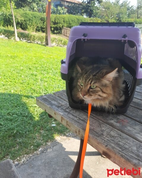 Maine Coon, Kedi  Bayram fotoğrafı