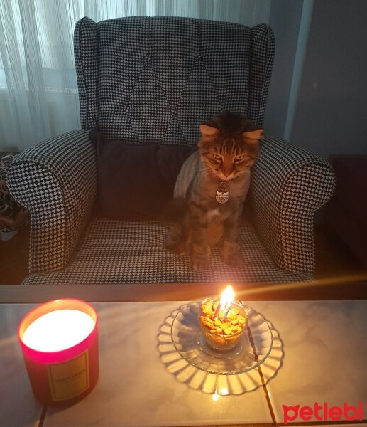 Maine Coon, Kedi  Bayram fotoğrafı