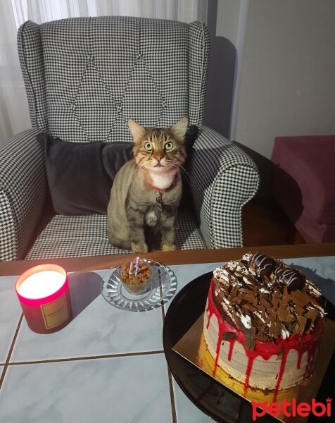 Maine Coon, Kedi  Bayram fotoğrafı