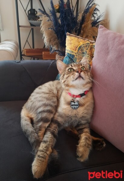 Maine Coon, Kedi  Bayram fotoğrafı