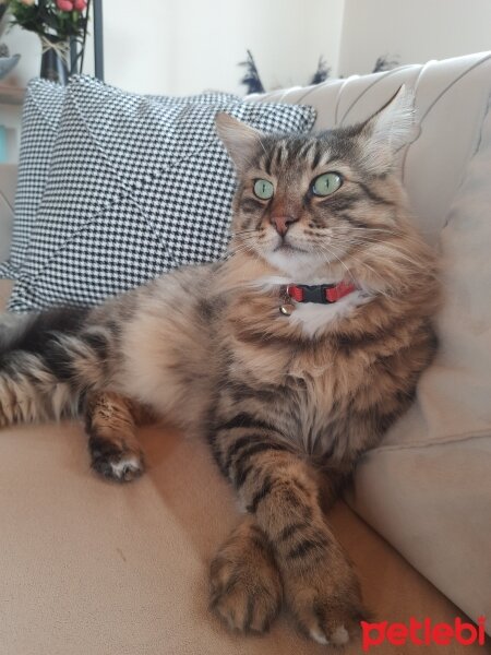 Maine Coon, Kedi  Bayram fotoğrafı