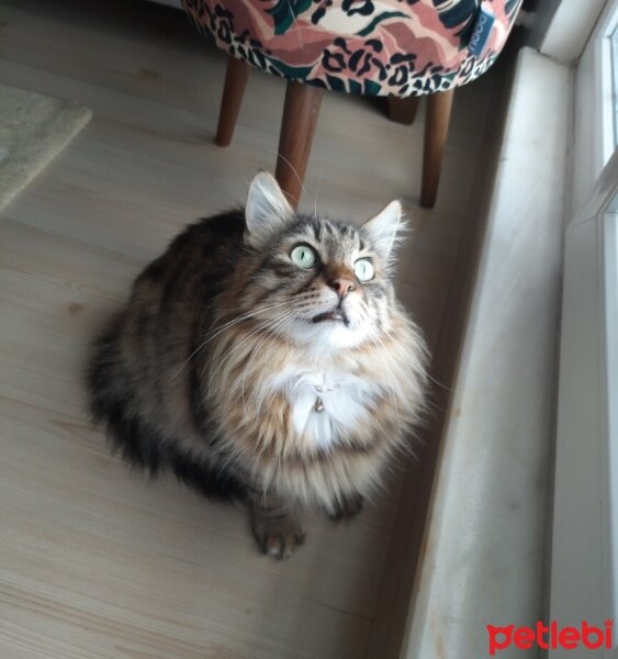 Maine Coon, Kedi  Bayram fotoğrafı