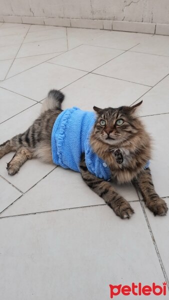 Maine Coon, Kedi  Bayram fotoğrafı