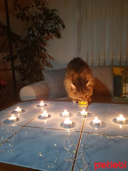 Maine Coon, Kedi  Bayram fotoğrafı