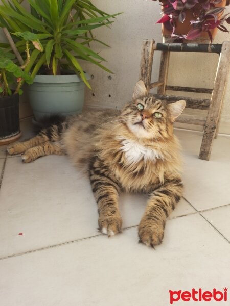 Maine Coon, Kedi  Bayram fotoğrafı