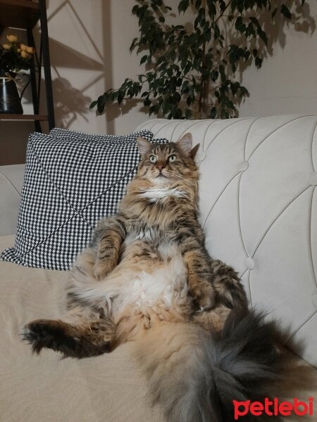 Maine Coon, Kedi  Bayram fotoğrafı