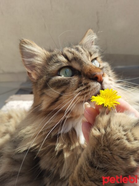 Maine Coon, Kedi  Bayram fotoğrafı