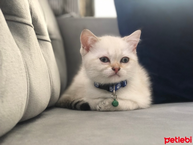 Scottish Fold, Kedi  ARES - Cinsi: Scottish straight fotoğrafı