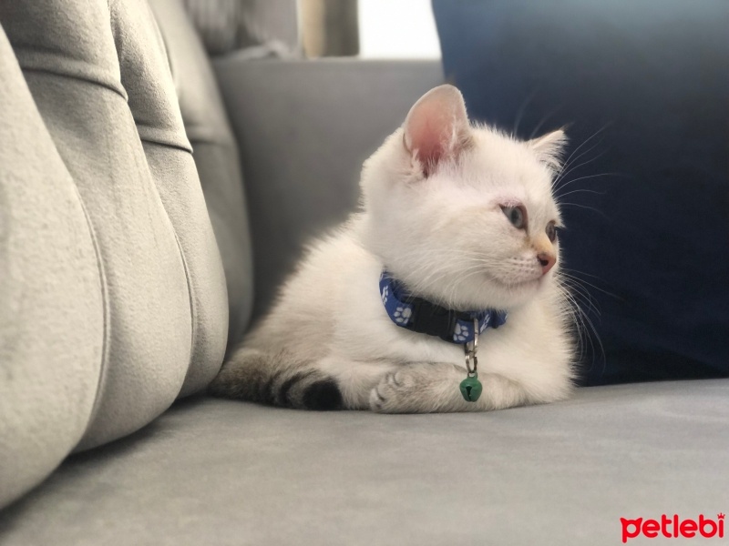 Scottish Fold, Kedi  ARES - Cinsi: Scottish straight fotoğrafı