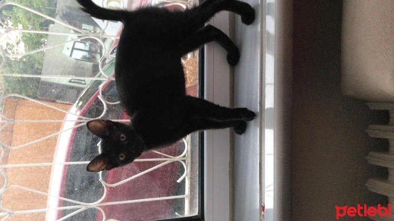 Tekir Kedi, Kedi  VENÜS fotoğrafı