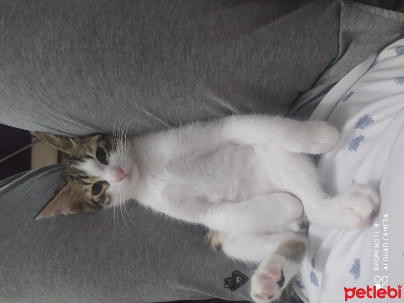 Tekir Kedi, Kedi  Tarçın -Venus fotoğrafı
