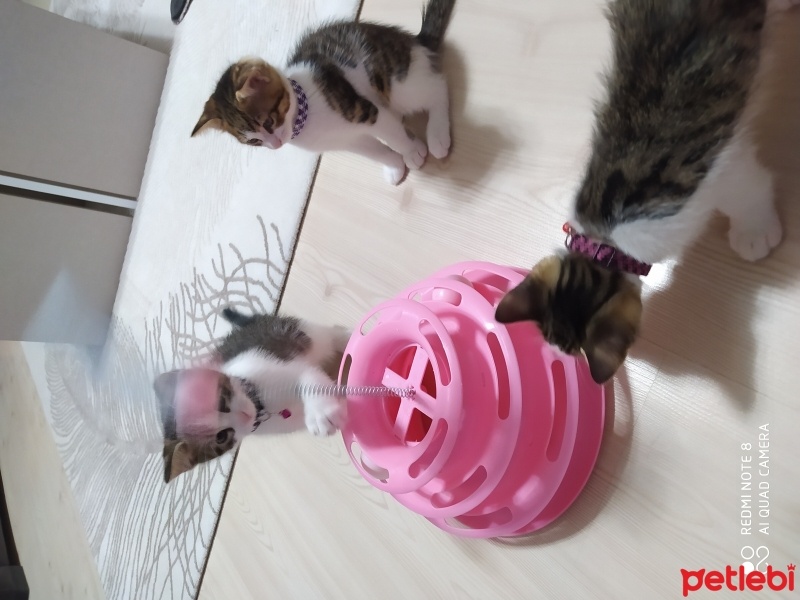 Tekir Kedi, Kedi  Tarçın -Venus fotoğrafı
