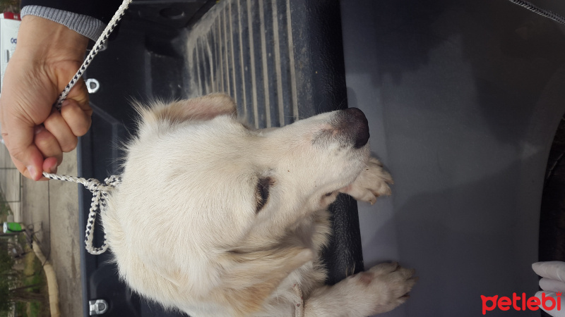 Golden Retriever, Köpek  Gario fotoğrafı