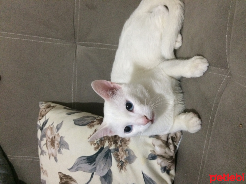 Van Kedisi, Kedi  Maviş fotoğrafı
