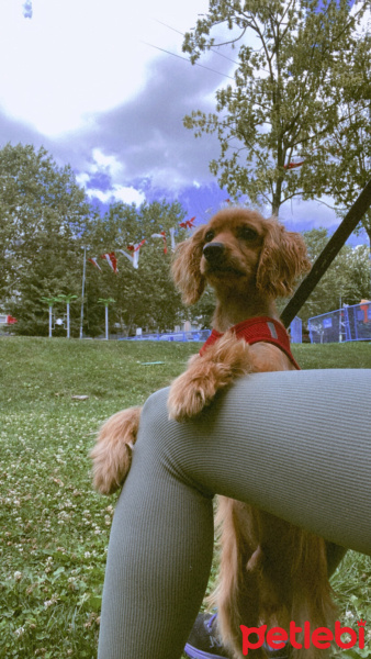 İngiliz Cocker Spaniel, Köpek  fıstık fotoğrafı