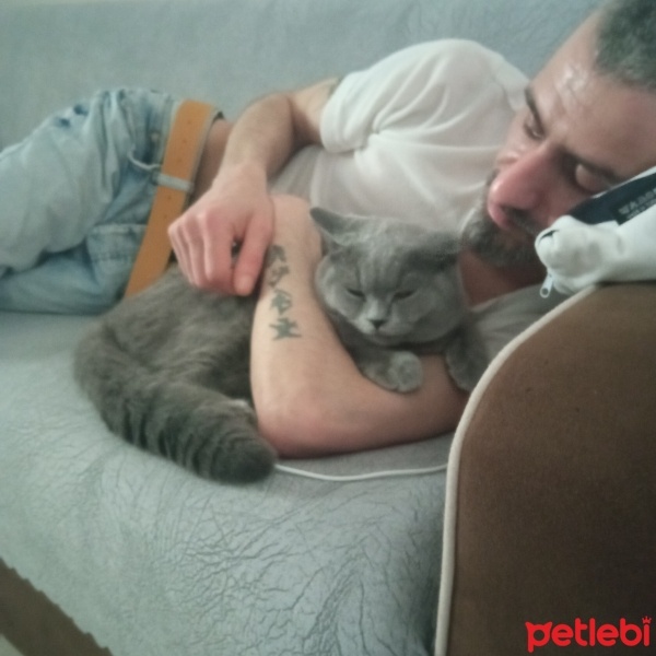 British Shorthair, Kedi  Duman fotoğrafı