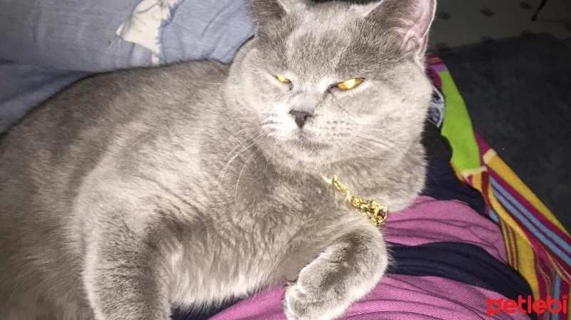 British Shorthair, Kedi  Duman fotoğrafı