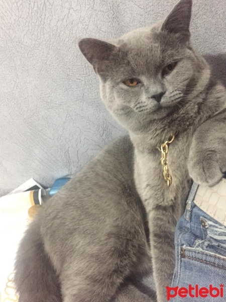 British Shorthair, Kedi  Duman fotoğrafı