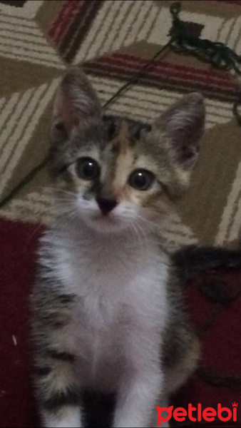 York Chocolate, Kedi  Puding fotoğrafı