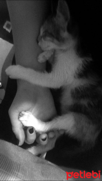 York Chocolate, Kedi  Puding fotoğrafı