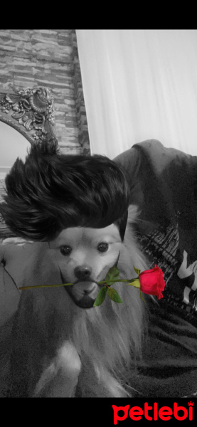 Pomeranyalı, Köpek  Coco fotoğrafı