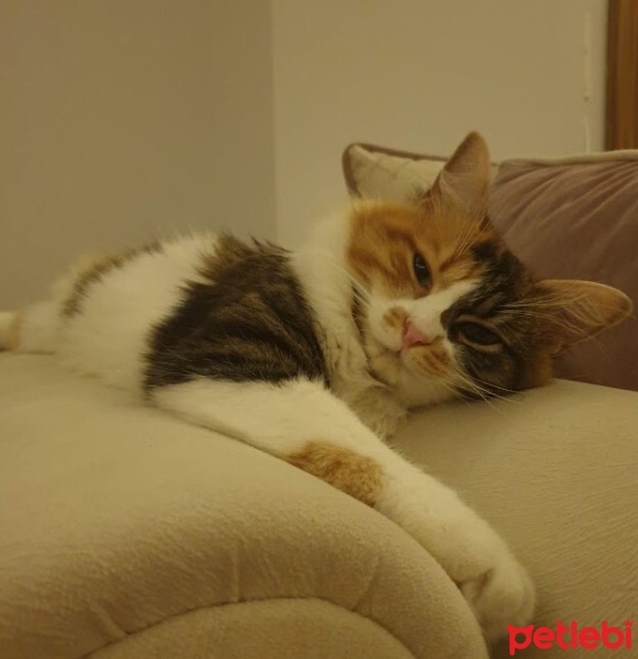 Tekir Kedi, Kedi  Mesude fotoğrafı