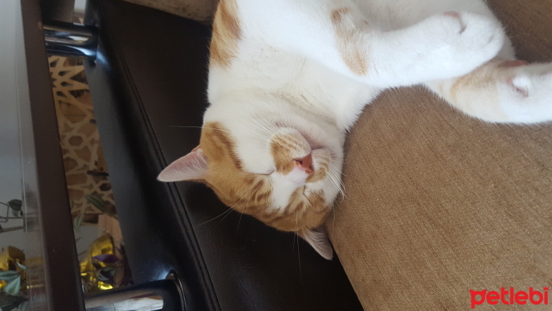 Tekir Kedi, Kedi  Tarçın fotoğrafı