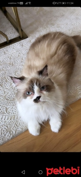 Ragdoll, Kedi  Köpük fotoğrafı