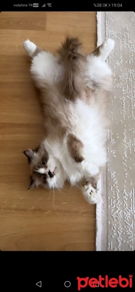 Ragdoll, Kedi  Köpük fotoğrafı