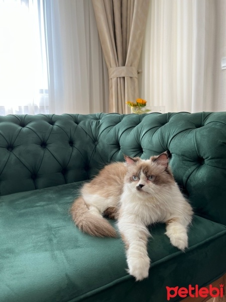 Ragdoll, Kedi  Köpük fotoğrafı