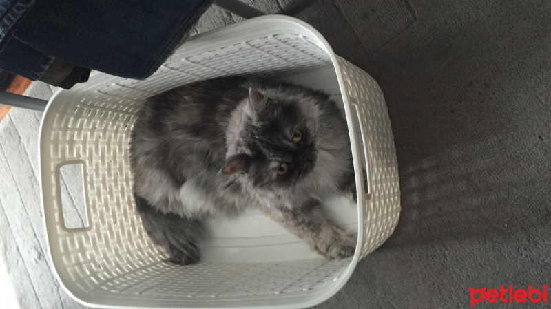 İran Kedisi (Persian), Kedi  SAKIZ fotoğrafı