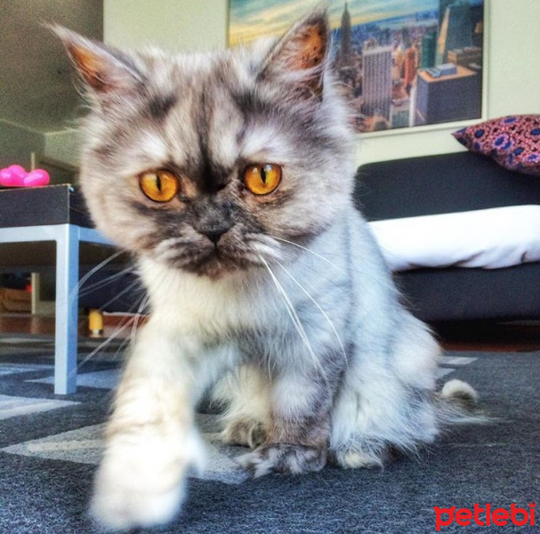 İran Kedisi (Persian), Kedi  SAKIZ fotoğrafı