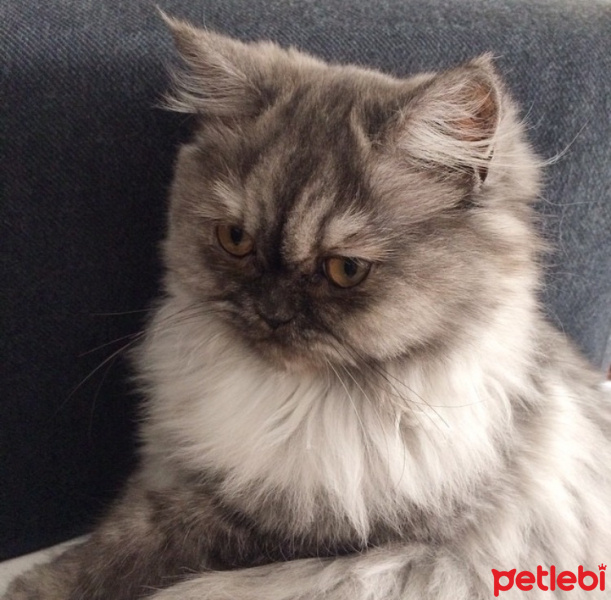 İran Kedisi (Persian), Kedi  SAKIZ fotoğrafı
