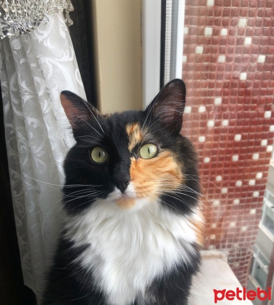 Tekir Kedi, Kedi  Lucky fotoğrafı