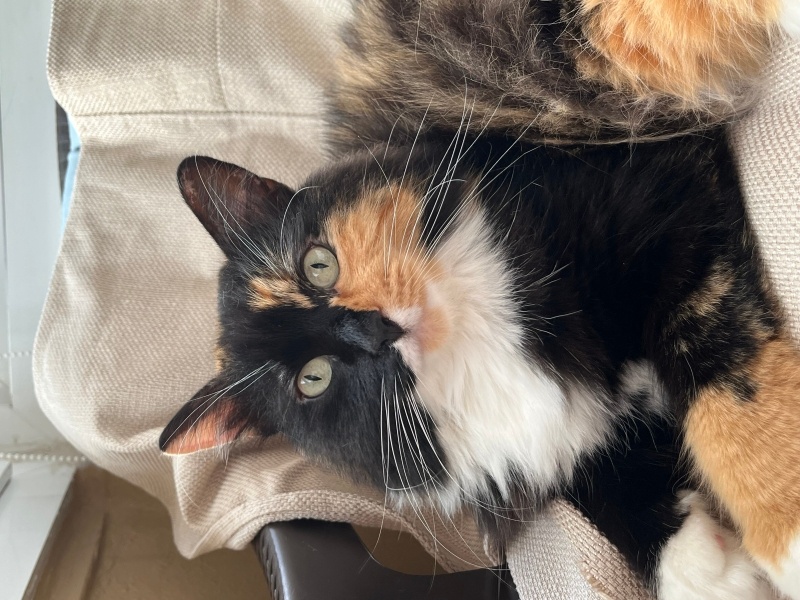 Tekir Kedi, Kedi  Lucky fotoğrafı