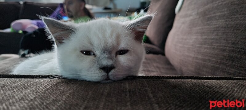 British Shorthair, Kedi  Casper fotoğrafı