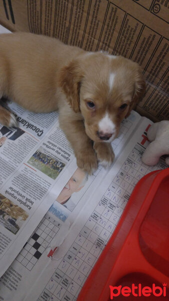 Amerikan Cocker Spaniel, Köpek  poyraz fotoğrafı