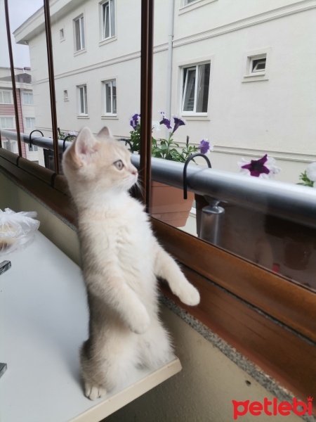British Shorthair, Kedi  Miya fotoğrafı