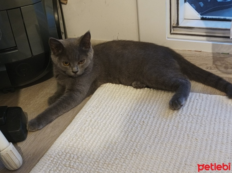 British Shorthair, Kedi  Fıstık fotoğrafı