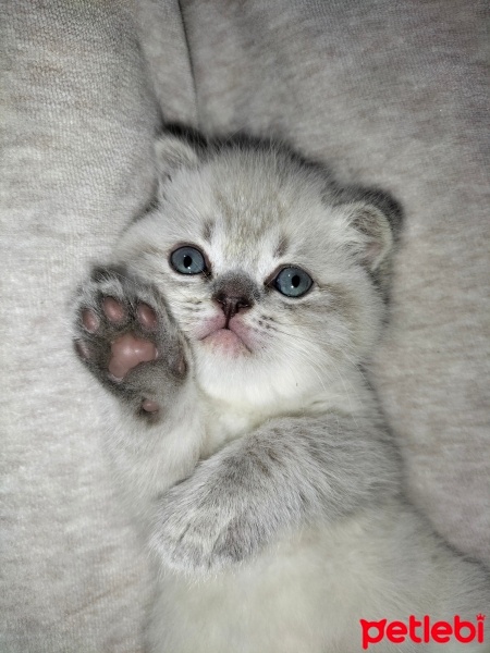 Scottish Fold, Kedi  Miya fotoğrafı